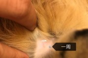母猫假怀孕的原因及处理方法（揭秘母猫假怀孕的迷思与疑惑，帮助猫主人正确处理）