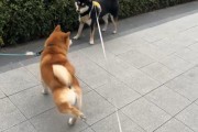 狗为何睡醒后喜欢刨地？（揭秘狗刨地的行为原因与意义）