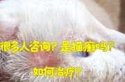 揭开猫癣之谜（探究猫癣的成因及防治方法）