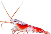 以黑壳虾和红蓝龙虾为主题的观赏虾养殖技巧（打造独特水族馆，共赏黑壳虾与红蓝龙虾的美丽世界）