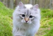 西伯利亚森林猫的饲养方法