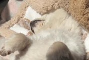 揭秘博美为何睡觉会有味道的原因（闻起来可爱，但却略有“狗味”？！探究博美身上气味的成因）