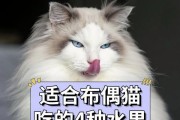 刚出生的猫咪该吃什么？（科学喂养小猫的关键）