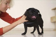 揭秘巴哥犬乱叫原因（了解巴哥犬乱叫的原因与解决方法）