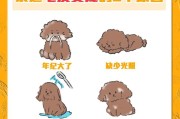 泰迪犬毛色变深的原因及营养需求（探究泰迪犬毛色深化的原因以及饮食调理）