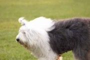 古代牧羊犬（揭秘古代牧羊犬的特征与训练方法）