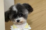 勇敢面对严寒的宠物狗（以什么狗都不怕冷的真实故事）