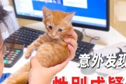 小猫疫苗接种时间表及注意事项（为您的小猫提供全面的疫苗保护，）