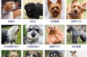 以丝毛梗的饲养方法（宠物丝毛梗的健康生活）