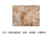 揭秘（探究狗体健康与皮屑问题的关系）