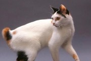猫的文化与讲究（了解猫的文化传统和与之相关的讲究）