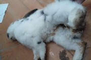 兔子拉稀，打什么针？（兔子拉稀的预防和治疗方法）