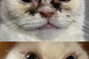 猫感冒的症状及防治方法（了解猫咪感冒的主要症状与治疗方法）