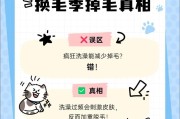 泰迪狗的换毛周期及注意事项（掌握泰迪狗的换毛规律，让你的爱宠更健康）