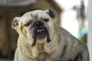 如何正确给斗牛犬洗澡（宠物护理）