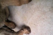 幼犬为什么会缺钙？（了解幼犬缺钙的原因和预防措施）