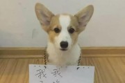 狗狗为何爱吃屎？（探究狗狗食用屎便的行为及原因）