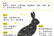 黄兔尾鼠饲养方法全解析（从饲养环境到日常护理，打造健康可爱的小宠物）