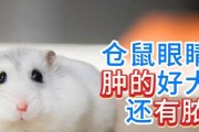 三线仓鼠眼睛红冶的原因及治疗方法（揭秘三线仓鼠眼睛红的背后原因，教你如何有效治疗）