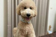 巨型贵宾犬的理想狗粮选择（寻找适口性更好的狗粮为你的巨型贵宾犬）