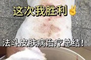 狗皮肤病的种类及治疗方法（了解常见的狗皮肤病，保护你的爱犬健康）