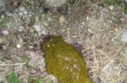 幼犬拉屎的正常标准与健康考虑（了解幼犬粪便的外貌与质地，预防疾病并保持健康）