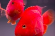 鹦鹉鱼的养殖方法与注意事项（学会养鹦鹉鱼的技巧，让你的水族箱更加生动活泼）
