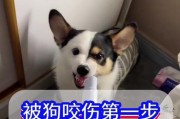 狗狗狂犬疫苗的常见症状及处理方法（了解狗狗狂犬疫苗的副作用，保护我们的毛茸伙伴）