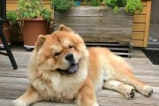 养松狮，品味独特的宠物选择（挑战与亲密并存，松狮主人的性格特点）