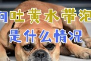 探讨狗狗呕吐的症状及应对方法（揭示狗狗呕吐背后的健康问题与解决方案）