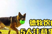 德国牧羊犬的喂养指南（关爱你的德国牧羊犬，从正确喂养开始）