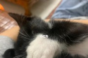 猫肚子的黑色物质——解析与预防（探索猫咪肚子中的黑色物质成分和健康问题，以及预防方法）