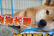 狗吃了什么拉肚子是怎么回事？（了解狗狗拉肚子的原因及应对方法）