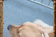 金毛犬掉毛严重怎么办？——5个缓解掉毛的有效方法（金毛犬掉毛成为困扰？这些方法帮你解决！）