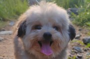 爬山利器——猎犬的登山能力（忠诚、机敏、坚韧——猎犬是最佳登山伴侣）