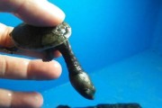 巨蛇颈龟（探索巨蛇颈龟的身世、特征和生态）