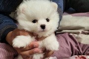 以俊介犬为宠物的饲养方法（以俊介犬为宠物，如何正确养护）