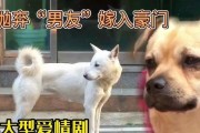 狗狗为主题的电视节目（狗狗与电视节目的完美结合，为你带来无尽欢乐）