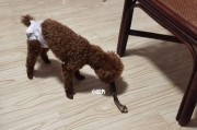 狗狗月经期饮食搭配指南（让你的爱犬健康度过月经期）