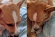 狗需要吃什么骨头？（深入了解狗狗的骨头需求）