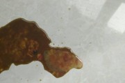 狗狗呕吐拉稀，这背后隐藏着的问题（宠物健康问题，警惕狗狗呕吐拉稀）