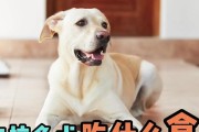 一月龄拉布拉多犬饮食搭配与注意事项（拉布拉多犬一月龄饮食营养需求与喂养建议）
