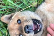 狗狗的视角下的世界（探索狗狗视觉中的奇妙景象）