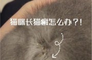 探索猫藓的成因及预防措施（了解猫藓的症状和治疗方法，保护你的爱猫）