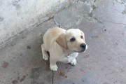 狗为什么会在坐下前转圈？（揭秘狗狗行为背后的原因）