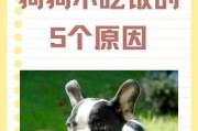 为你的狗狗提供健康饮食（-狗狗、饮食、健康）