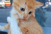 揭秘宠物猫内心世界（猫咪思维大揭秘，看见真实的猫生活！）