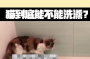 猫咪洗澡指南（如何选择合适的猫咪洗澡用品）