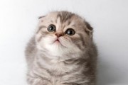 养护苏格兰折耳猫的完美指南（从喂养到照顾，让您的苏格兰折耳猫健康茁壮成长）