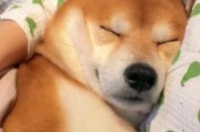 带狗狗回家的注意事项（让狗狗适应新家的15个要点）